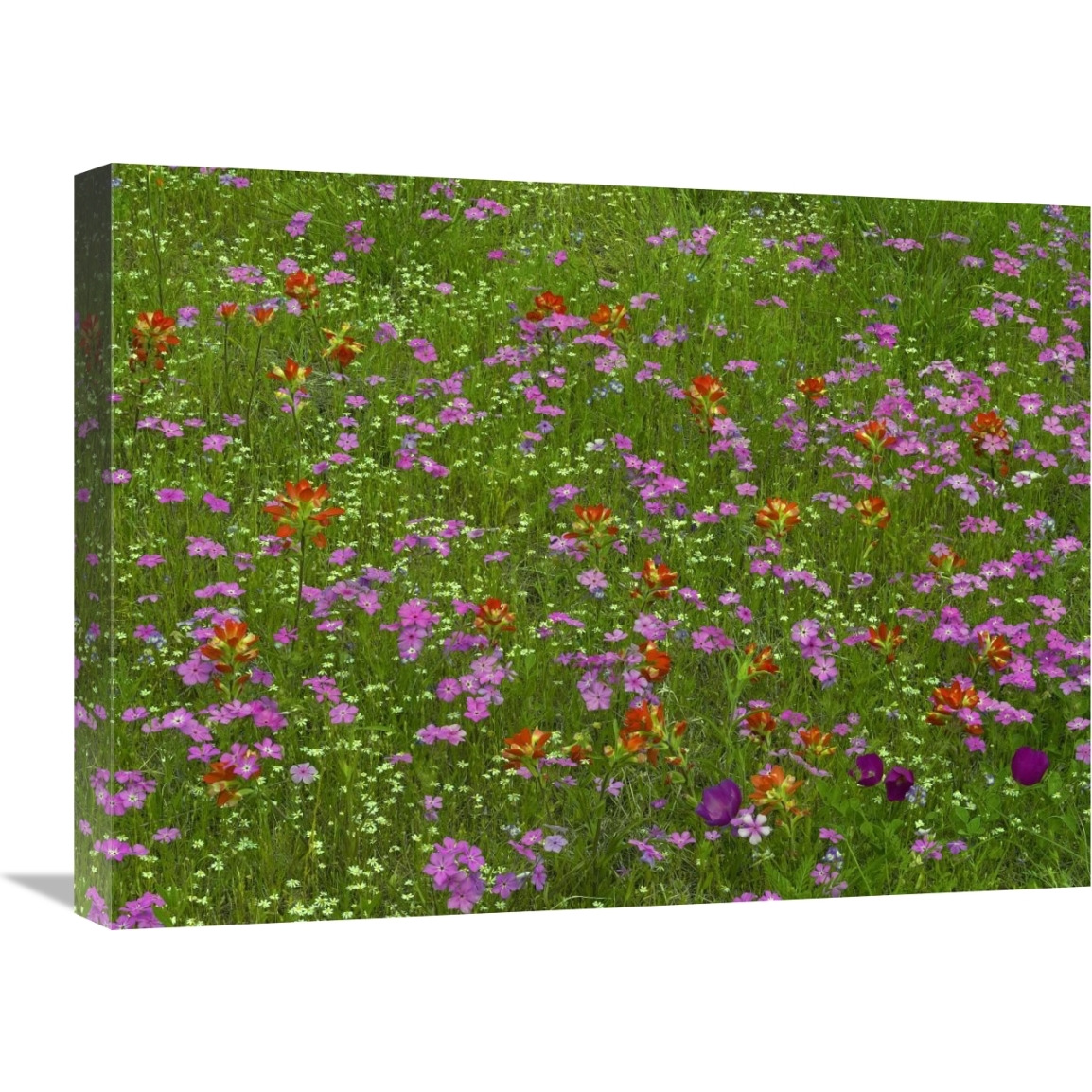 Pointed Phlox and Indian Paintbrushes in bloom, Hill Country, Texas-Canvas Art-24&quotx18"