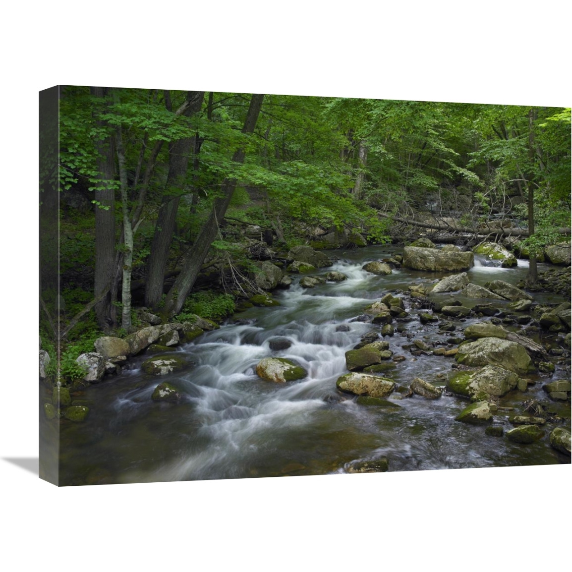 Little Stony Creek flowing through Jefferson National Forest, Virginia-Canvas Art-24&quotx18"