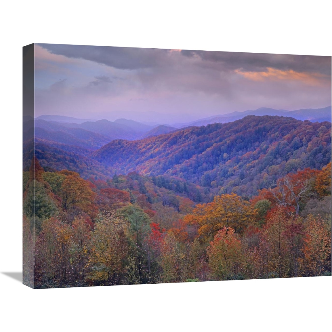 Autumn deciduous forest, Great Smoky Mountains National Park, Tennessee-Canvas Art-24&quotx20"