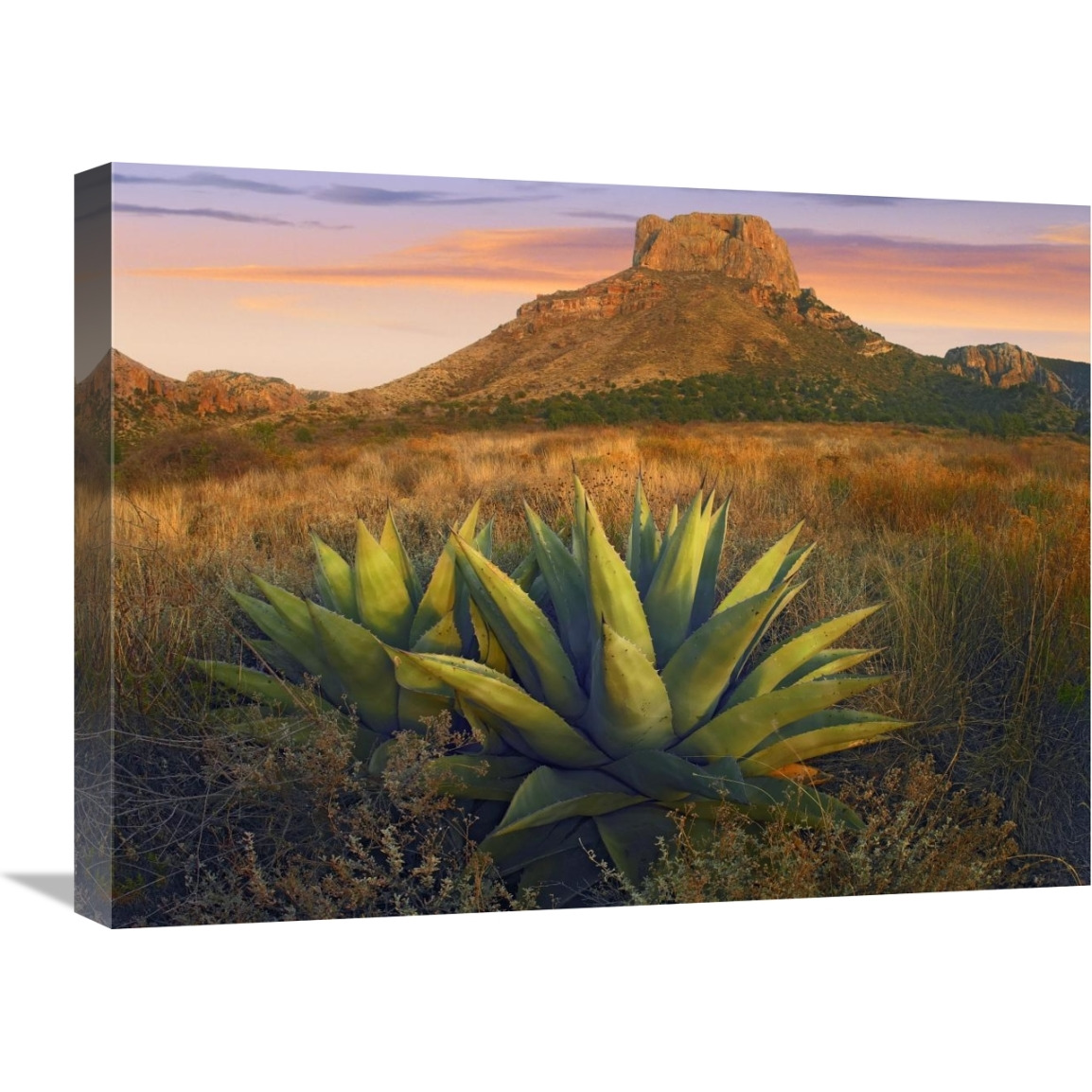 Casa Grande butte with Agave in foreground, Big Bend National Park, Texas-Canvas Art-24&quotx18"