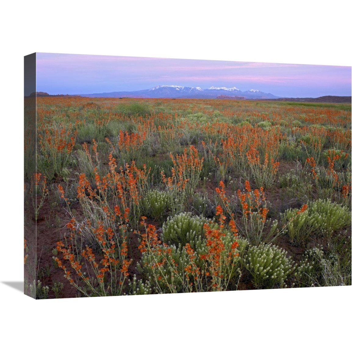 La Sal Mountains and Globemallows Salt Valley, Arches National Park, Utah-Canvas Art-24&quotx18"