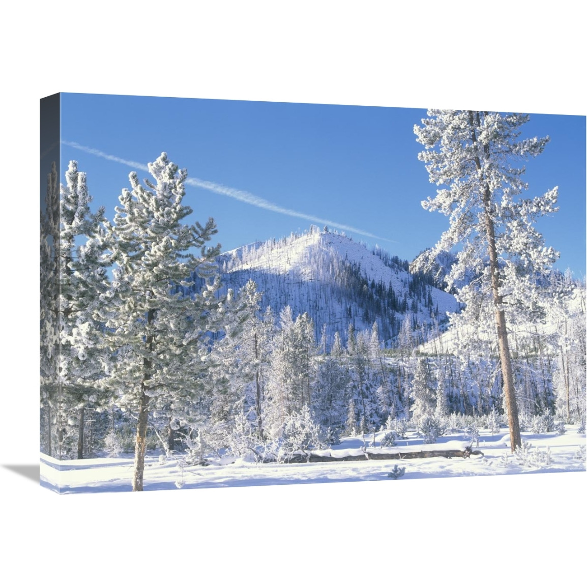 Pine trees covered with snow in winter, Yellowstone National Park, Wyoming-Canvas Art-24&quotx18"