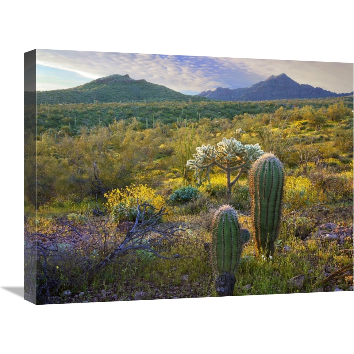 Ajo Mountains, Organ Pipe Cactus National Monument, Sonoran Desert, Arizona-Canvas Art-24&quotx18"