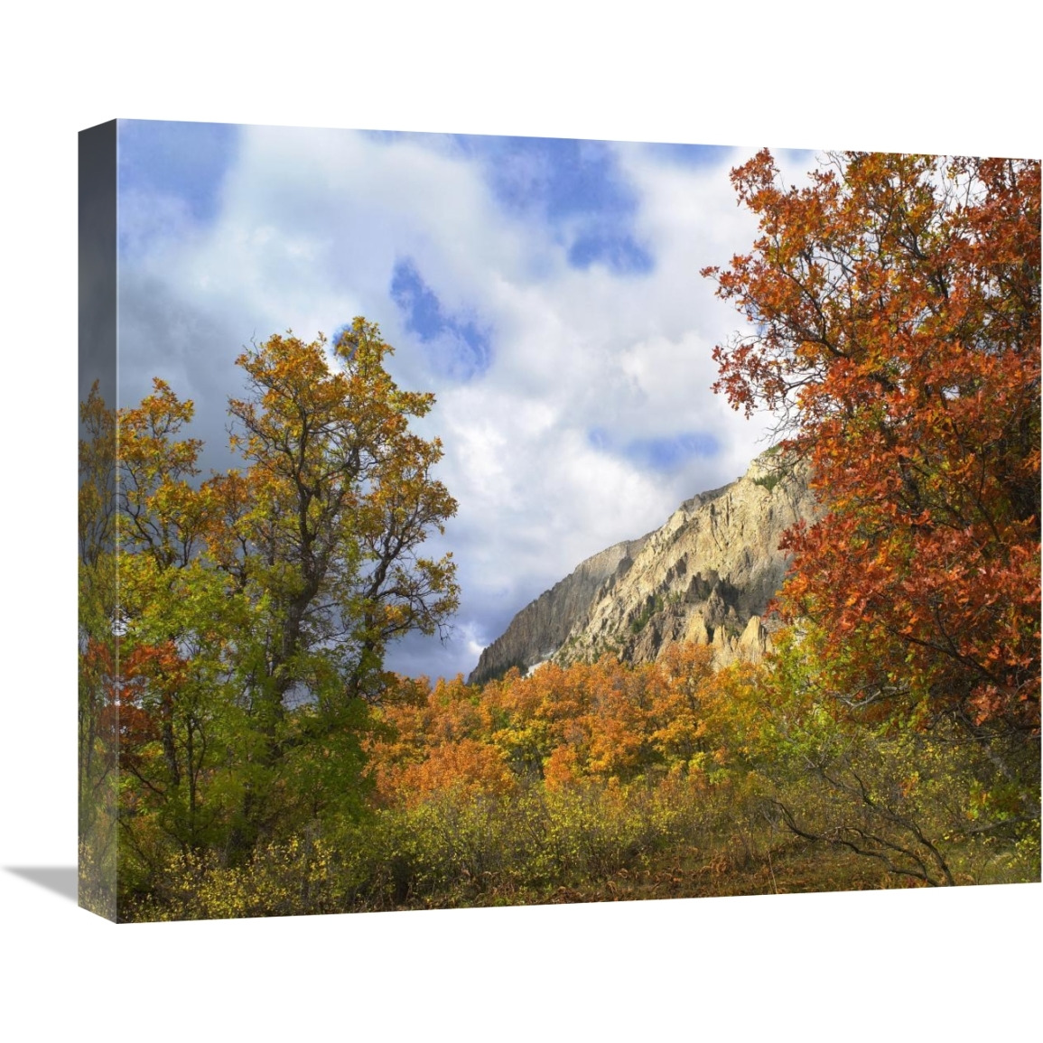 Trees and shrubs in autumn, Marcellina Mountain, Raggeds Wilderness, Colorado-Canvas Art-22&quotx18.26"