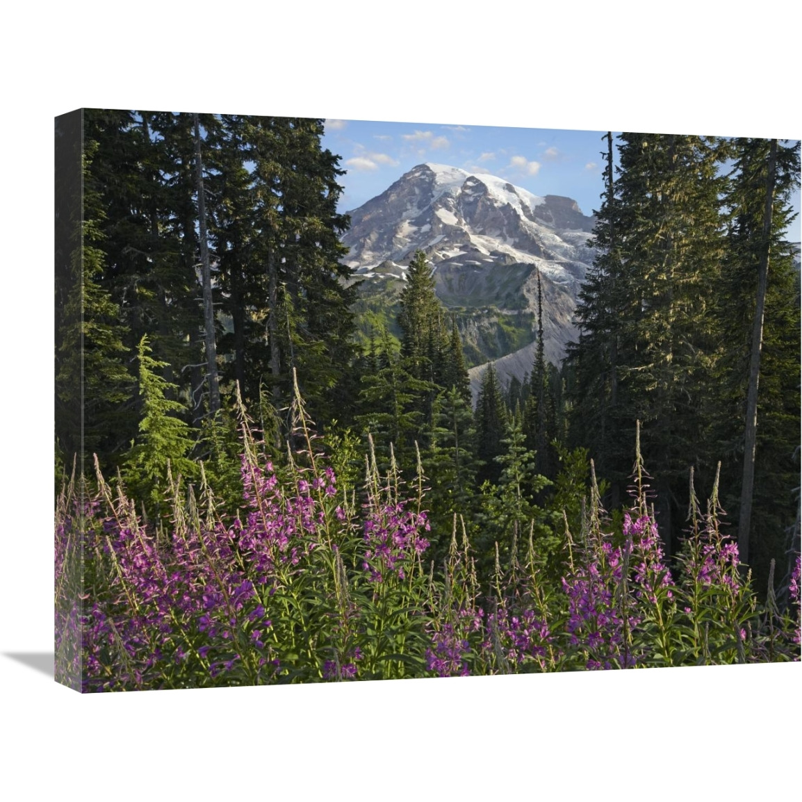Fireweed flowering and Mount Rainier, Mount Rainier National Park, Washington-Canvas Art-24&quotx18"