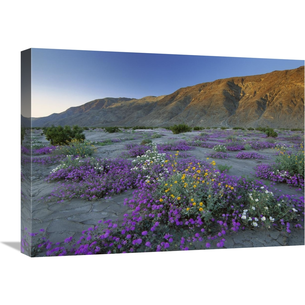 Sand Verbena and Desert Sunflowers Anza-Borrego Desert State Park, California-Canvas Art-24&quotx18"