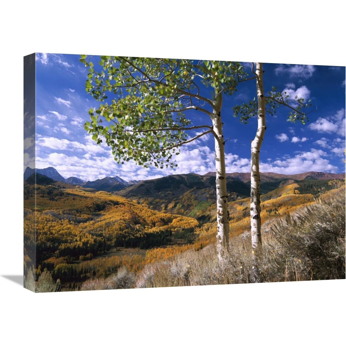 Aspen trees in fall-colors on Elk Mountains, Capitol Creek trailhead, Colorado-Canvas Art-24&quotx18"