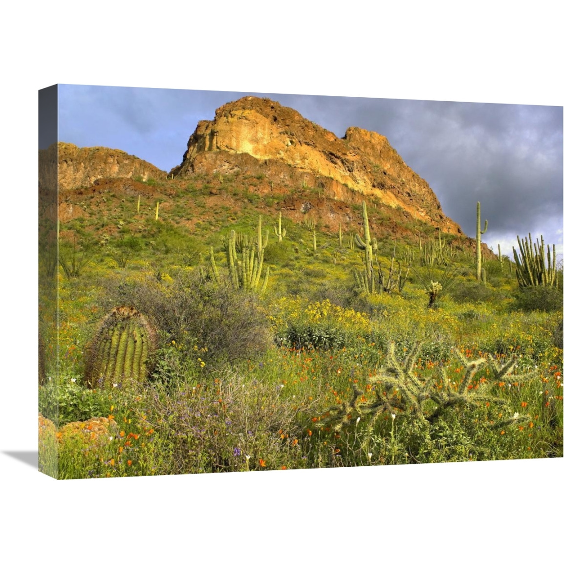 Organ Pipe Cactus Organ Pipe Cactus National Monument, Sonoran Desert, Arizona-Canvas Art-24&quotx18"