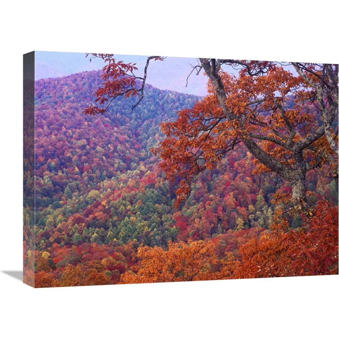 Blue Ridge Range with autumn deciduous forest, near Buck Creek Gap, North Carolina-Canvas Art-24&quotx18"