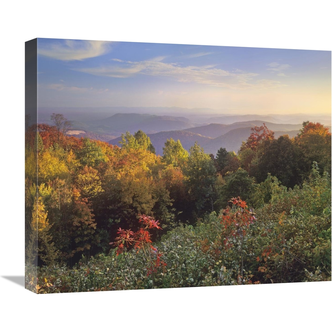 Deciduous forest in autumn, Blue Ridge Mountains from Doughton Park, North Carolina-Canvas Art-22&quotx18.26"