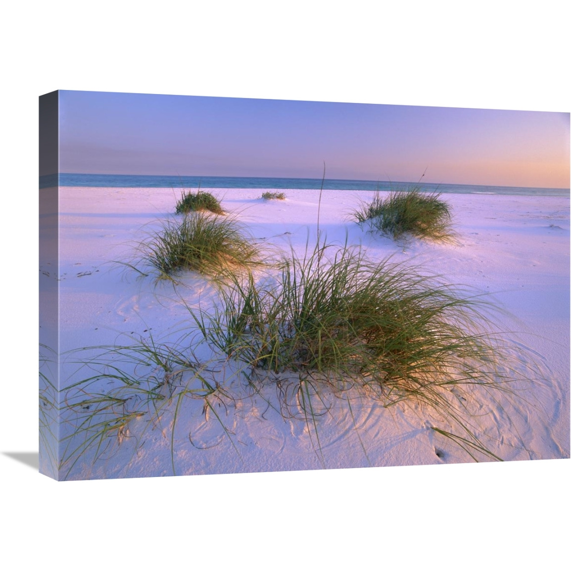 Sea Oats growing on beach, Santa Rosa Island, Gulf Islands National Seashore, Florida-Canvas Art-24&quotx18"