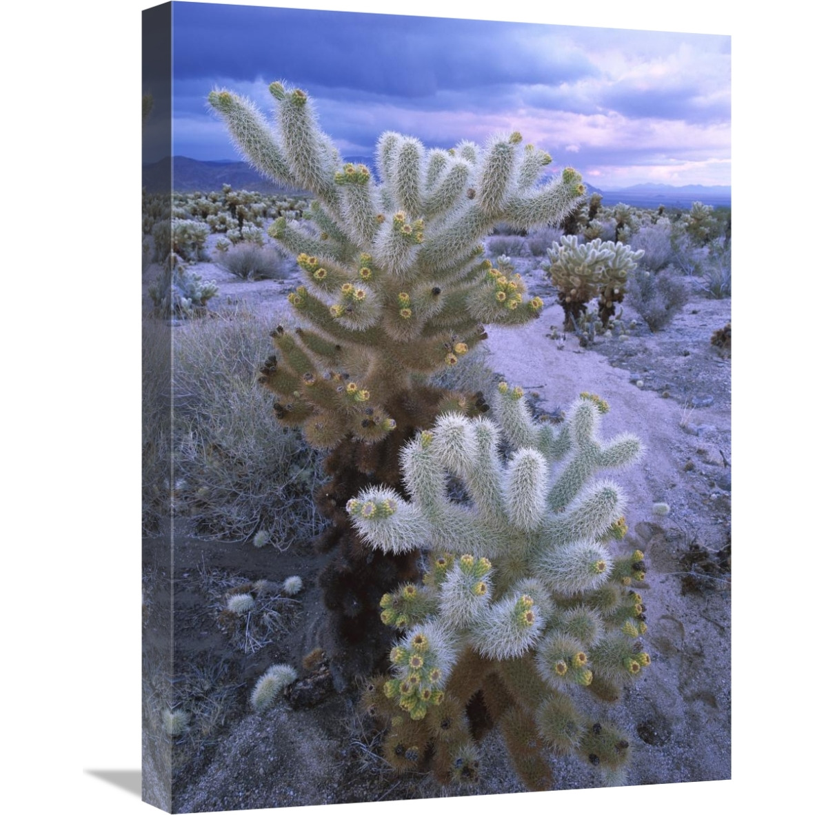 Teddy Bear Cholla or Jumping Cholla under stormy skies, Joshua Tree National Park, California-Canvas Art-18&quotx24"