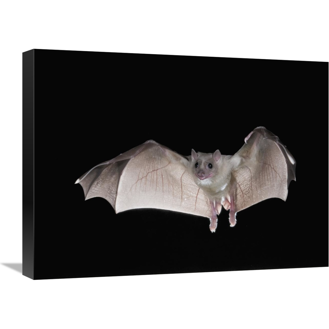 Egyptian Fruit Bat flying, Michigan-Canvas Art-24&quotx18"