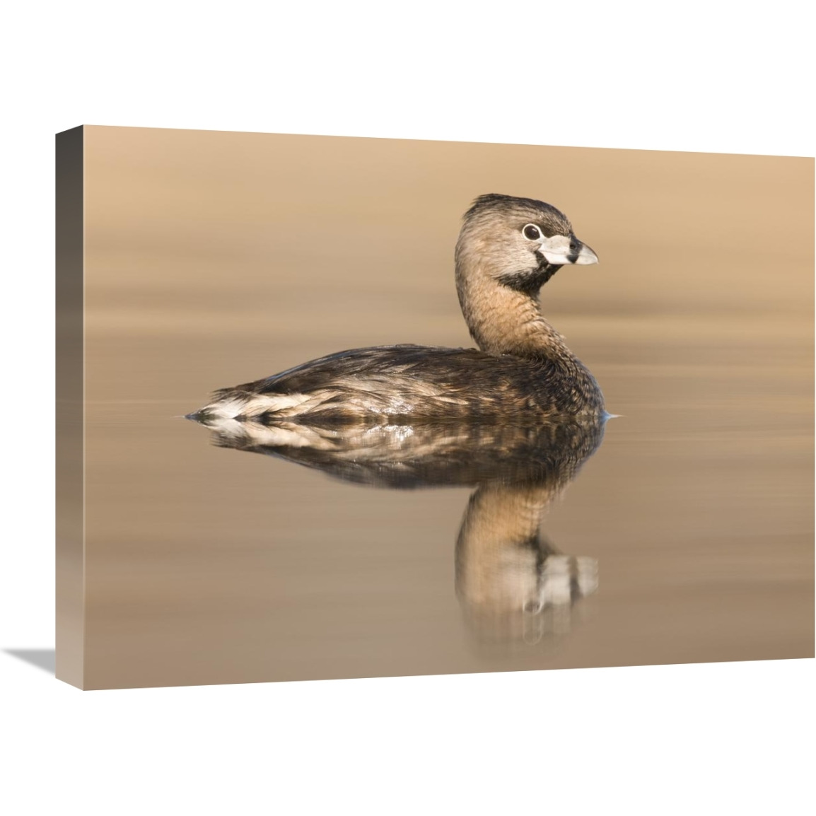 Pied-billed Grebe in breeding plumage, Island Lake Recreation Area, Michigan-Canvas Art-24&quotx18"