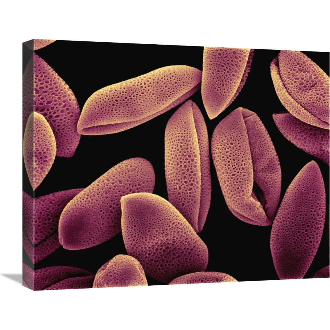 Common Hyacinth (Hyacinthus orientalis) pollen at 700x magnification-Canvas Art-24&quotx20"