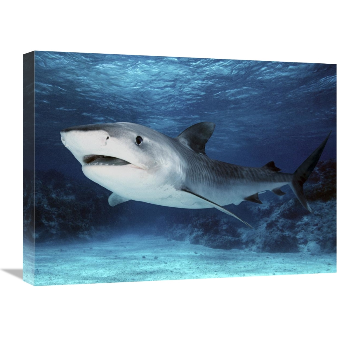 Tiger Shark, Great Barrier Reef, Australia. Digitally modified.-Canvas Art-24&quotx18"