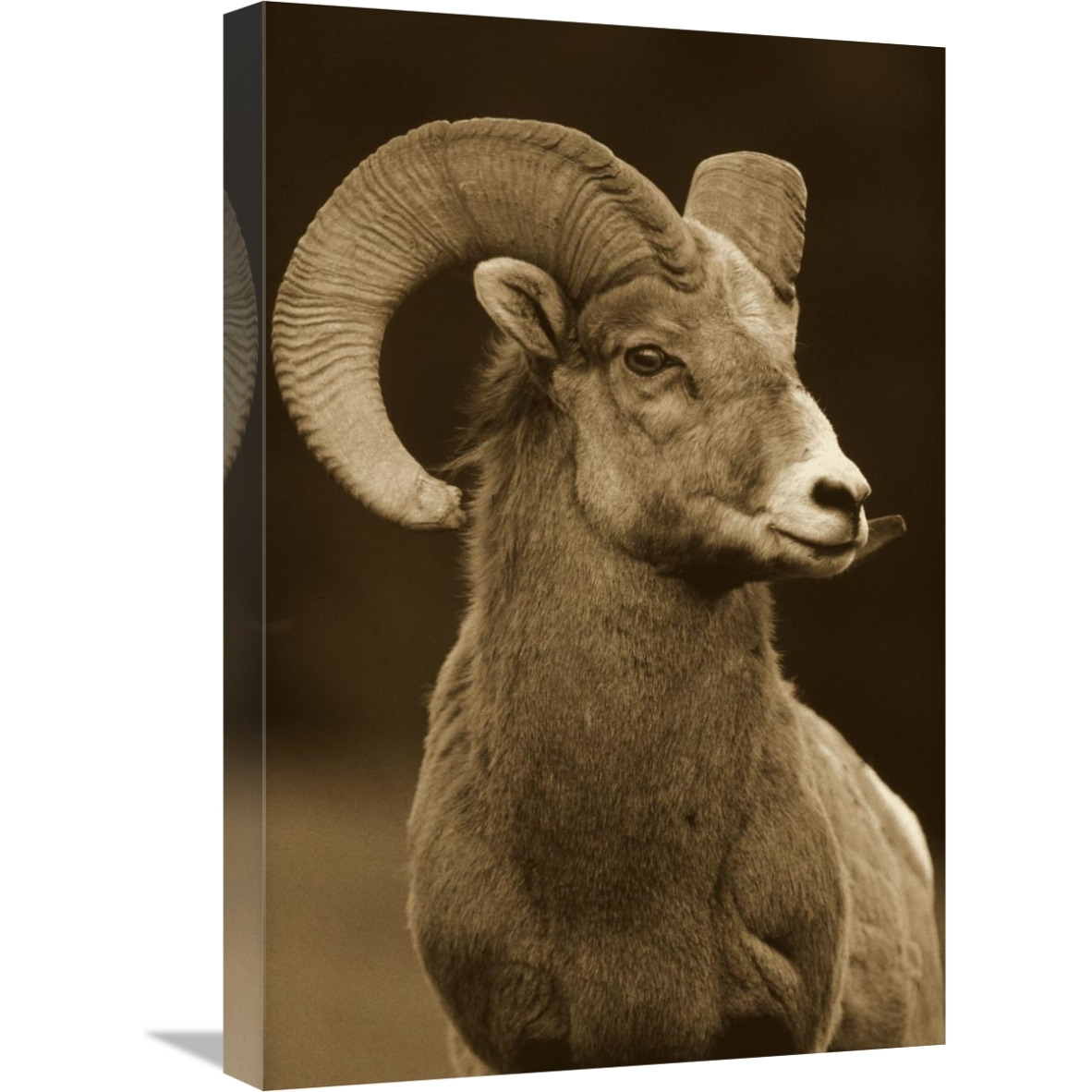 Bighorn Sheep male portrait, Banff National Park, Alberta, Canada - Sepia-Canvas Art-18&quotx24"