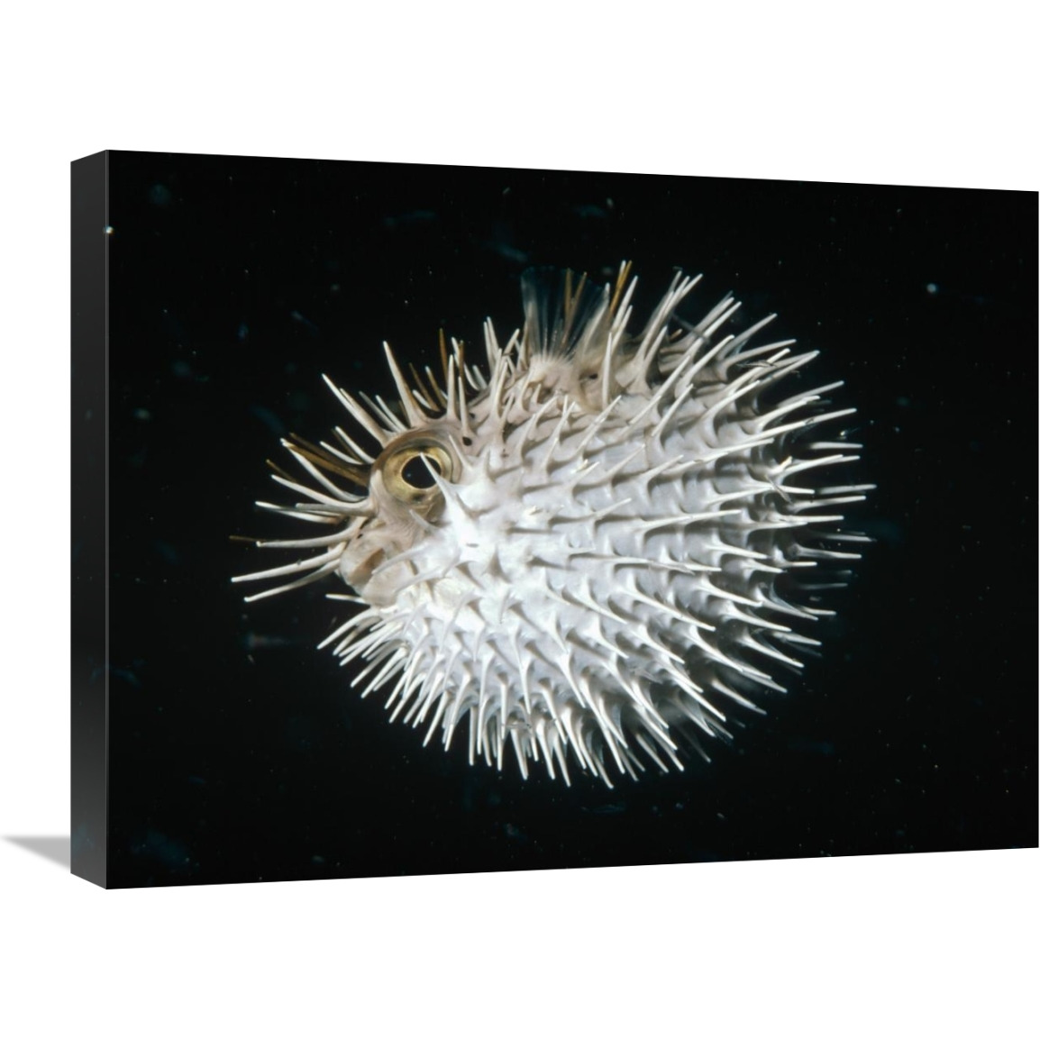 Long-spine Porcupinefish in defense posture, North America-Canvas Art-24&quotx18"