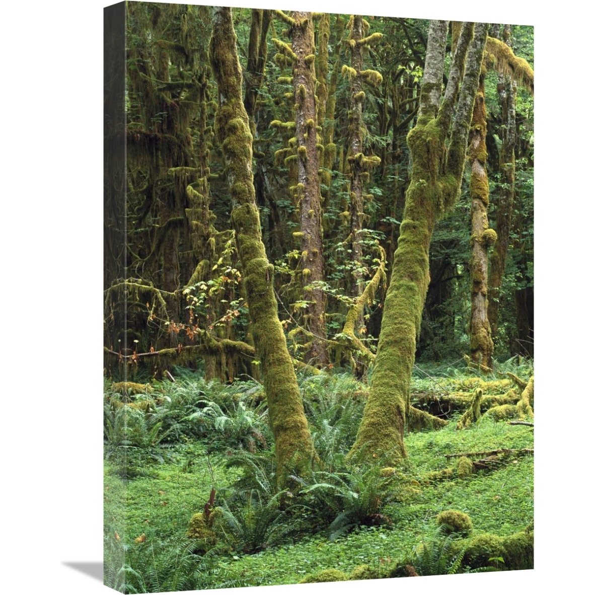 Maple glade, Quinault Rain Forest, Olympic NP, Washington-Canvas Art-18&quotx24"