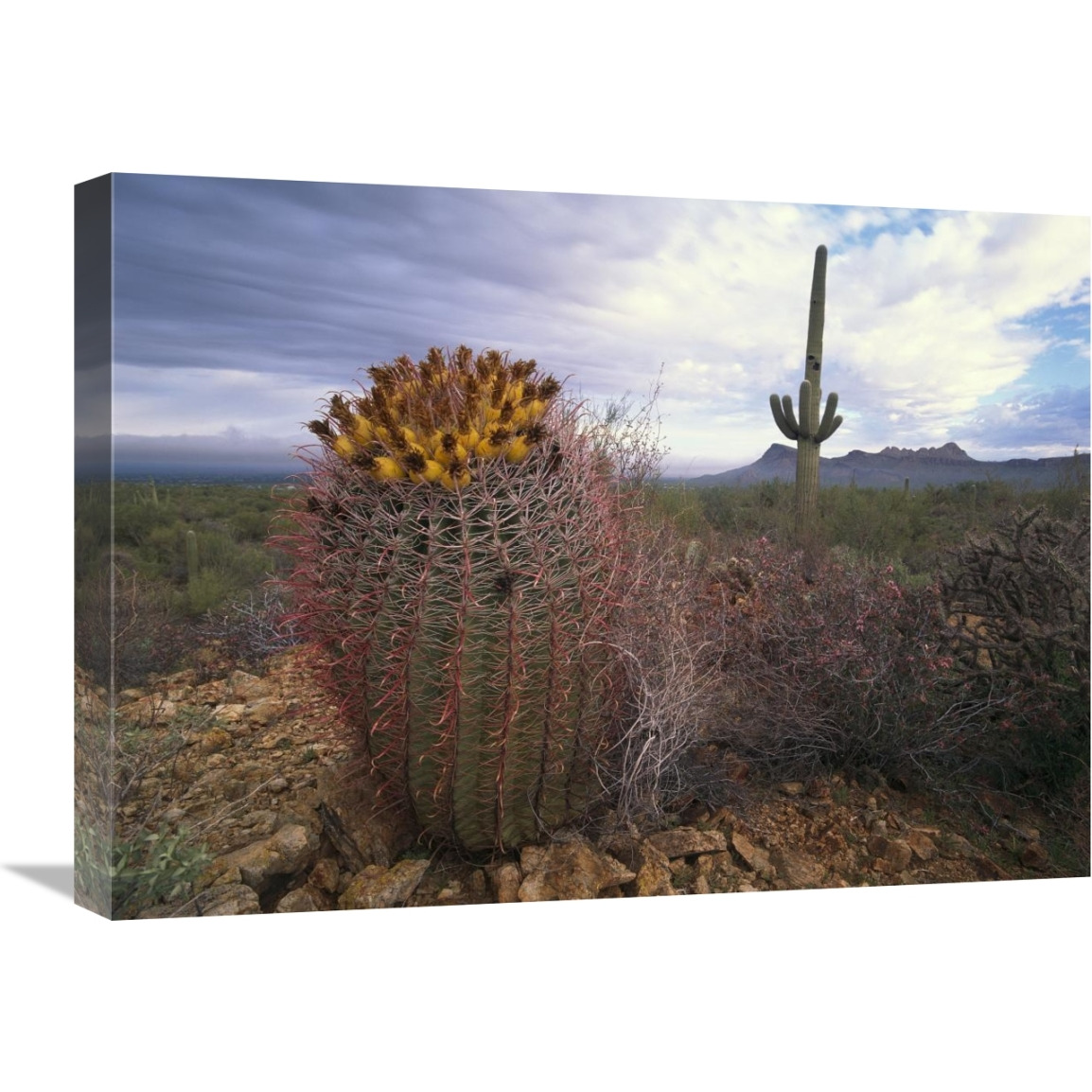 Saguaro and Giant Barrel Cactus with Panther and Safford Peaks, Arizona-Canvas Art-24&quotx18"