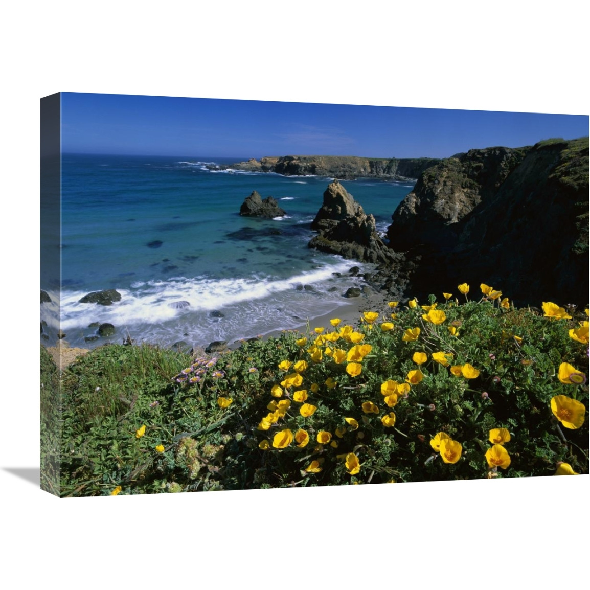 California Poppies on coastal cliff, Jughandle State Reserve, California-Canvas Art-24&quotx18"