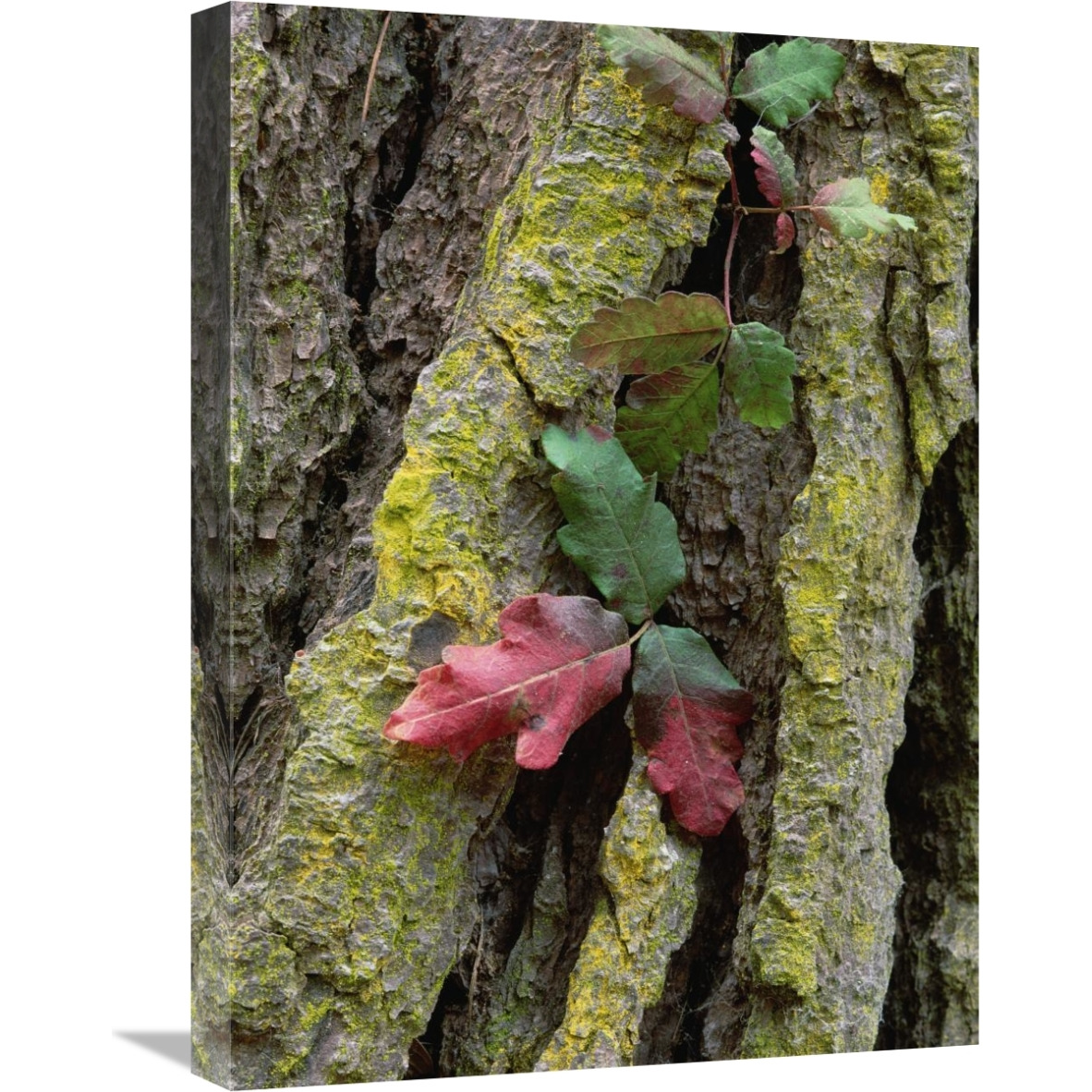 Poison Oak on Monterey Pine bark, Pt Lobos, California-Canvas Art-18&quotx24"