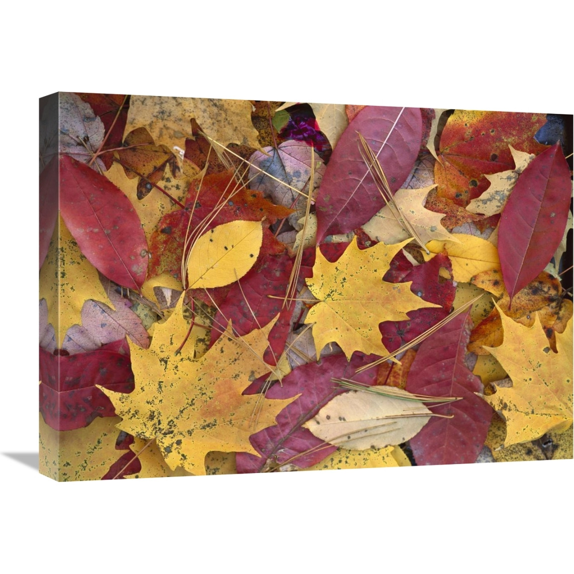 Fall-colored Maple, Sourwood and Cherry leaves, Great Smoky Mountains NP-Canvas Art-24&quotx18"