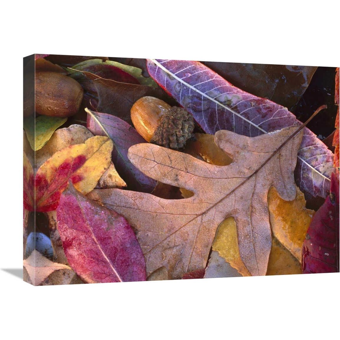 Acorns, Oak, Cherry and Sumac, fall, Petit Jean State Park, Arkansas-Canvas Art-24&quotx18"