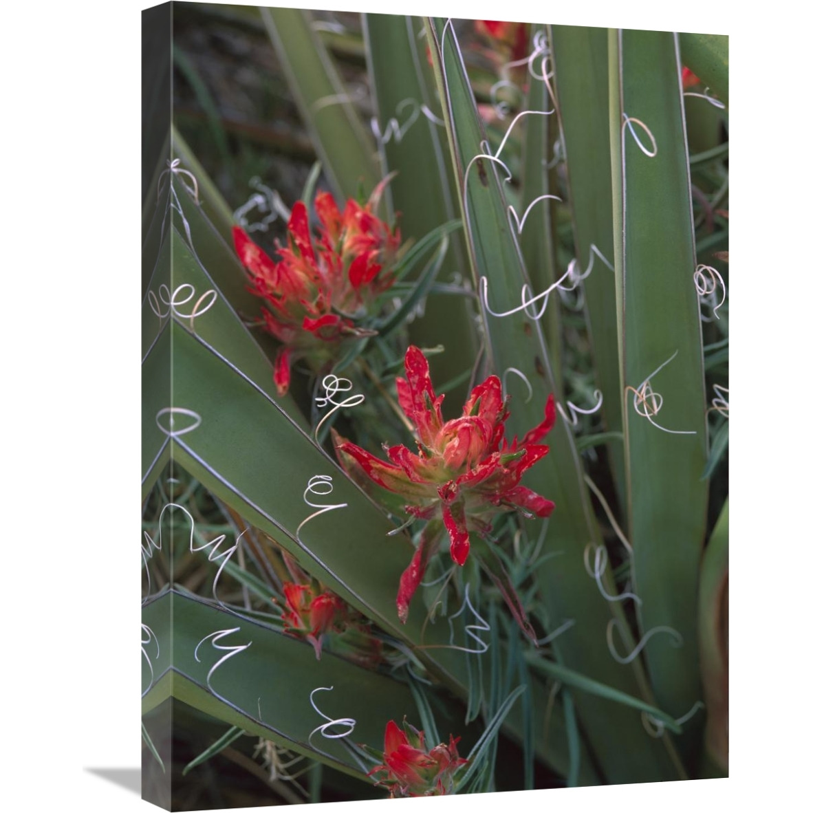 Paintbrush growing among with Banana Yucca , North America-Canvas Art-18&quotx24"