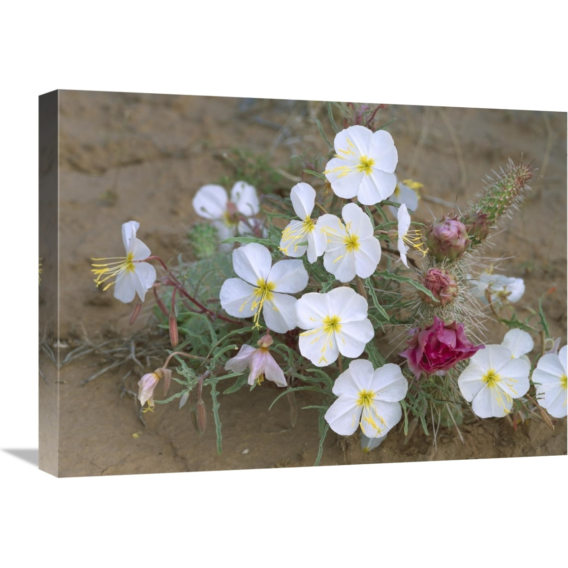 Evening Primrose with Grizzly Bear Cactus , North America-Canvas Art-24&quotx18"