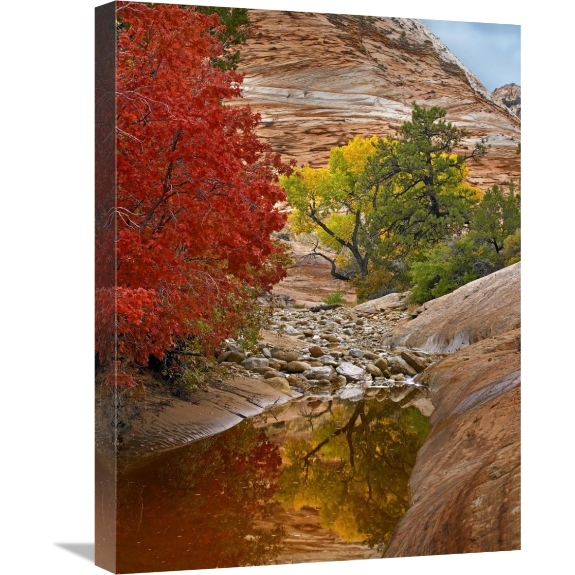Maple and Cottonwood autumn foliage, Zion National Park, Utah-Canvas Art-18&quotx24"