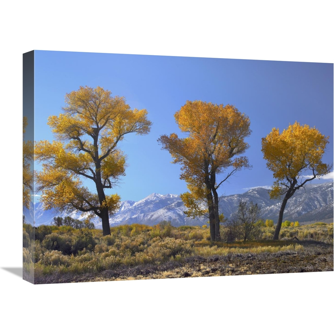 Cottonwood trees, fall foliage, Carson Valley, Nevada-Canvas Art-24&quotx18"