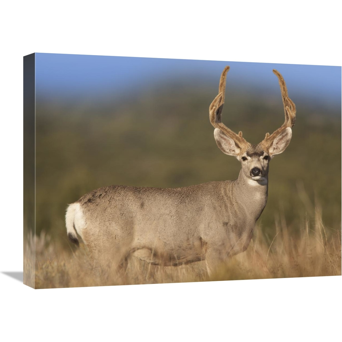 Mule Deer male in dry grass, North America-Canvas Art-24&quotx18"