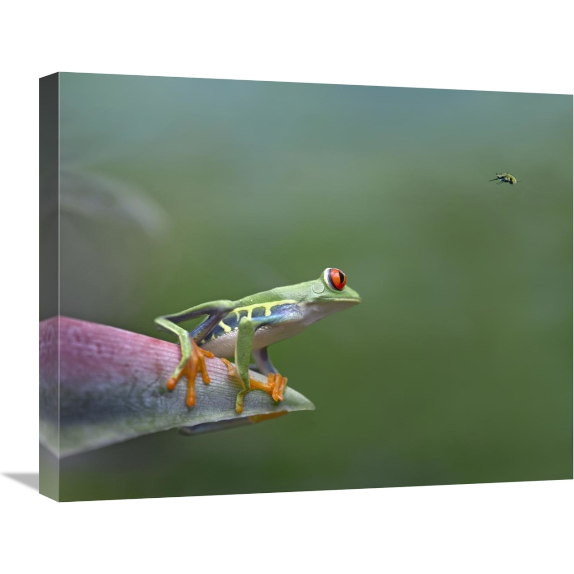 Red-eyed Tree Frog eyeing Bee Fly , Costa Rica-Canvas Art-24&quotx20"