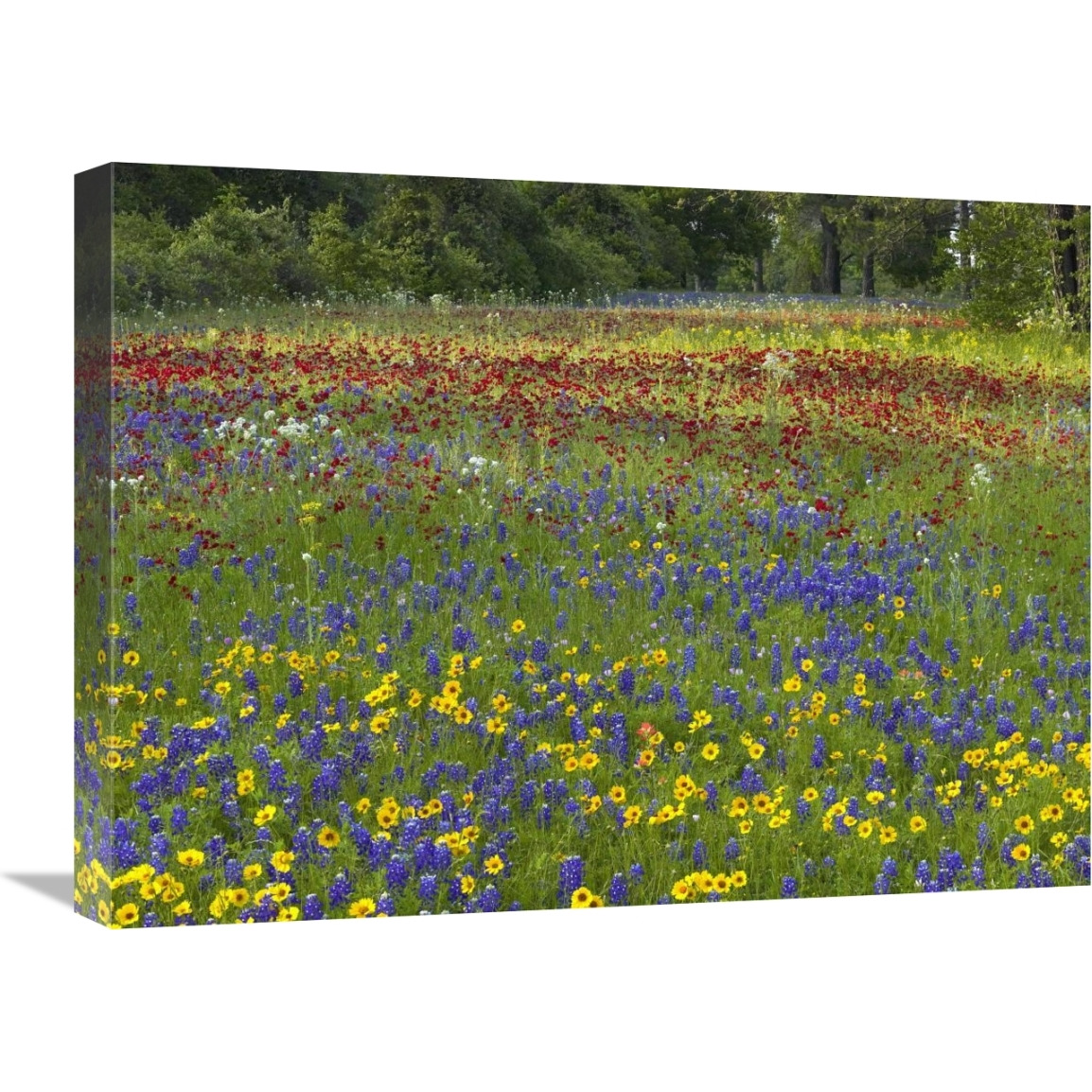 Annual Coreopsis Texas Bluebonnet and Drummond&quots Phlox-Canvas Art-24&quotx18"