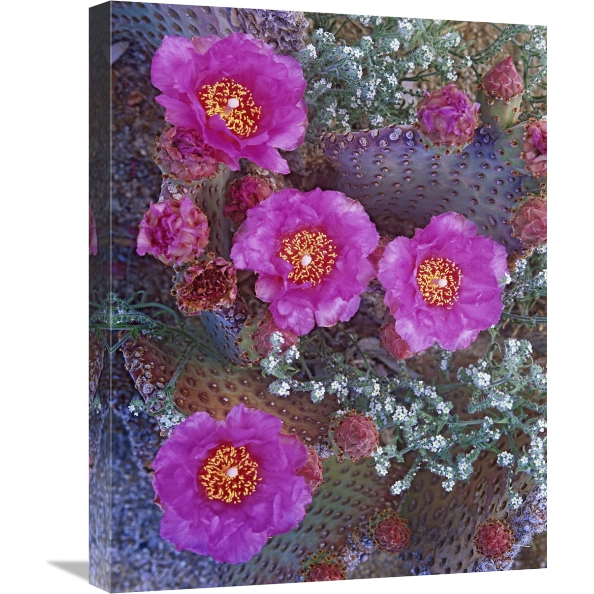 Beavertail Cactus flowering, North America-Canvas Art-18&quotx24"