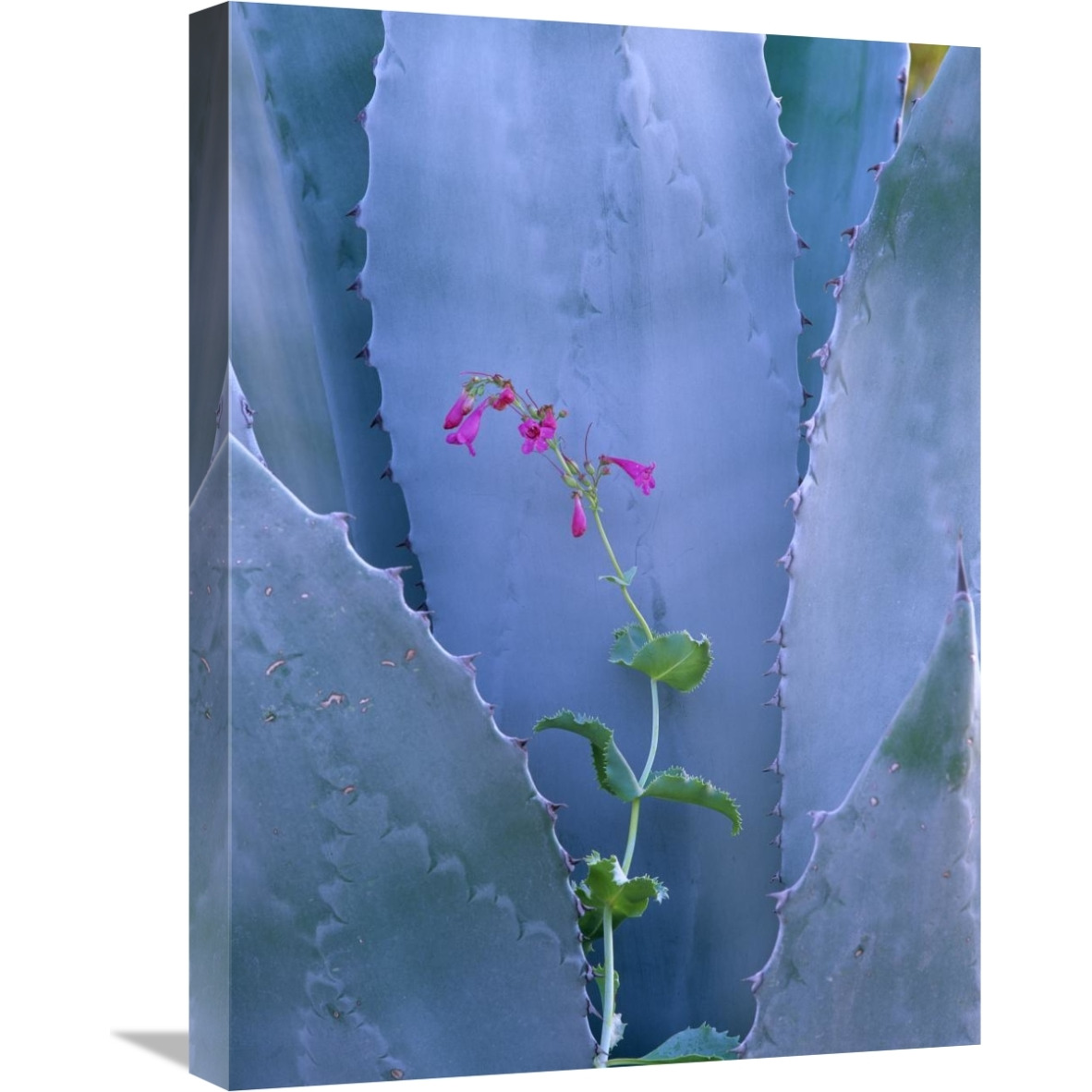 Agave and Parry&quots Penstemon close up, North America-Canvas Art-18&quotx24"