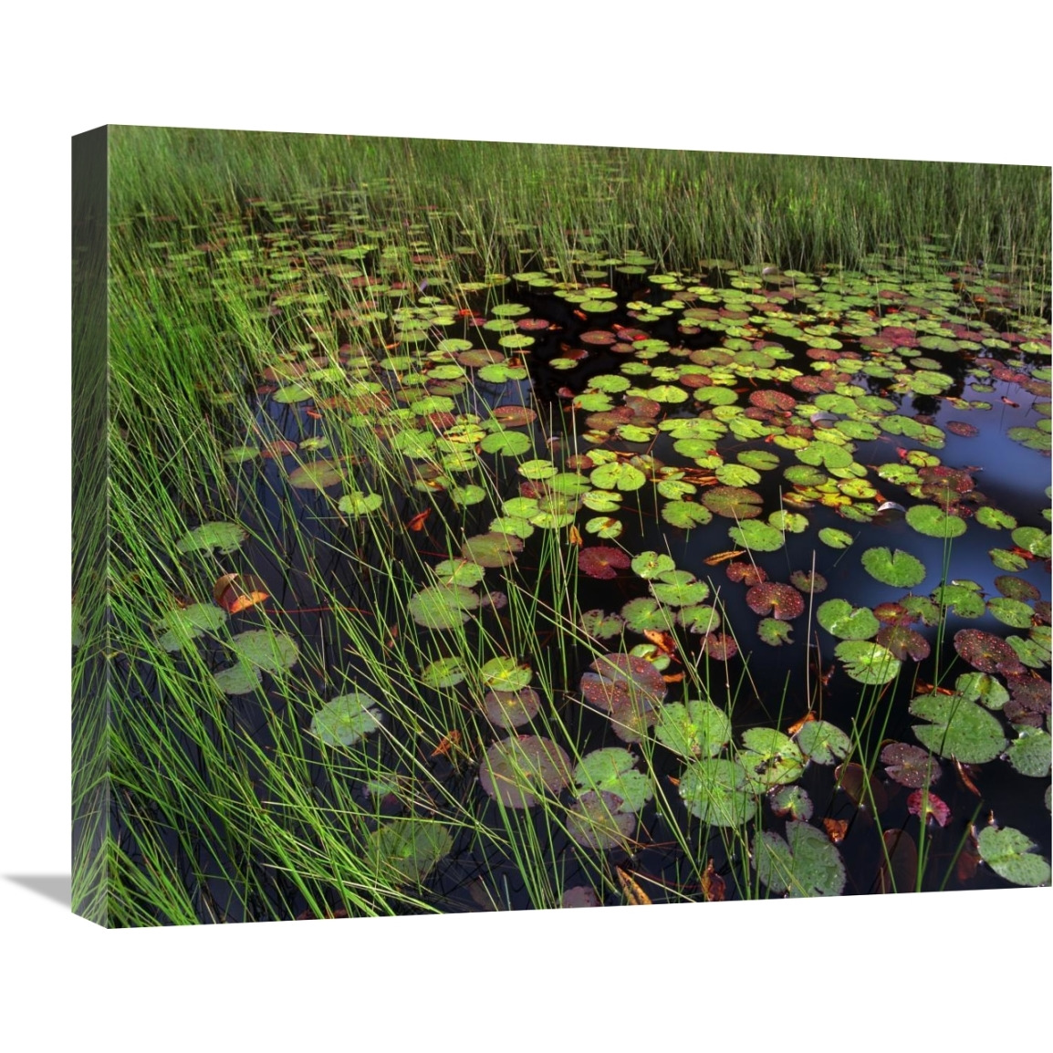 Pond with lily pads and grasses, Cape Cod, Massachusetts-Canvas Art-24&quotx20"