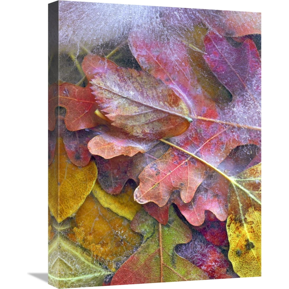Frozen autumn leaves, North America-Canvas Art-18&quotx24"