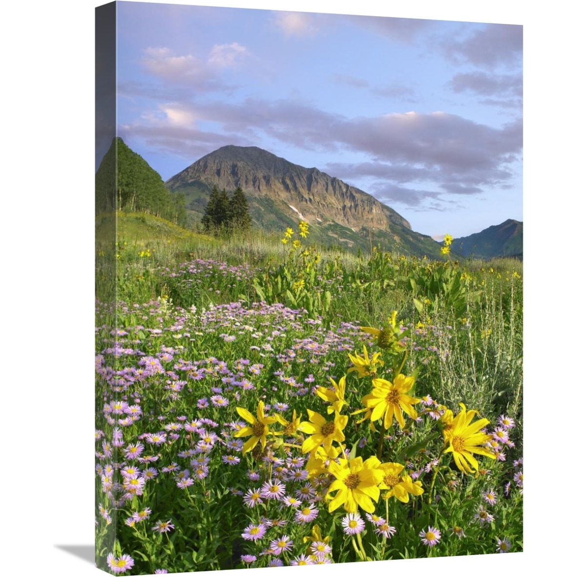 Orange Sneezeweed and Smooth Asters and Gothic Mountain, Colorado-Canvas Art-18&quotx24"