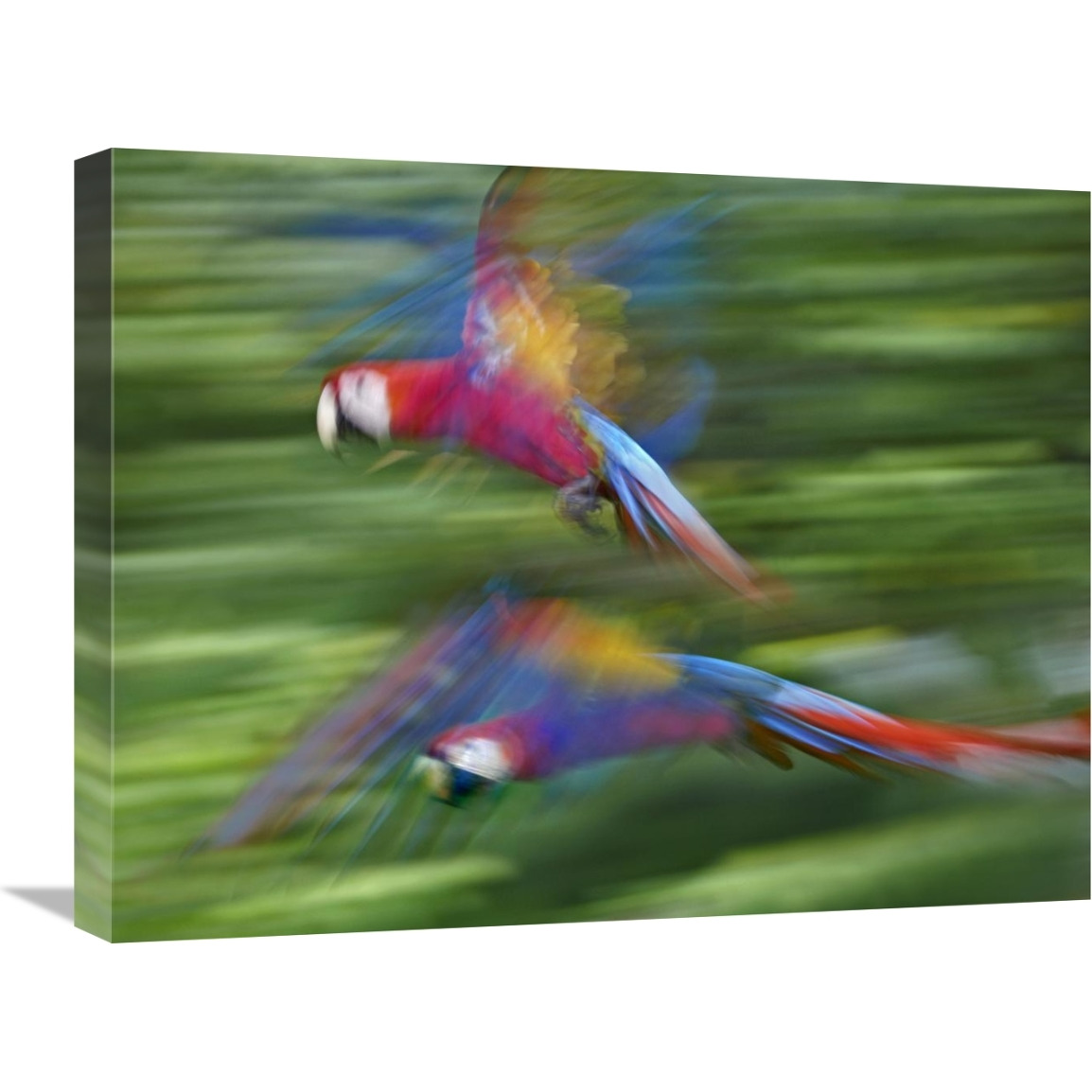 Scarlet Macaw pair flying, Costa Rica-Canvas Art-24&quotx18"
