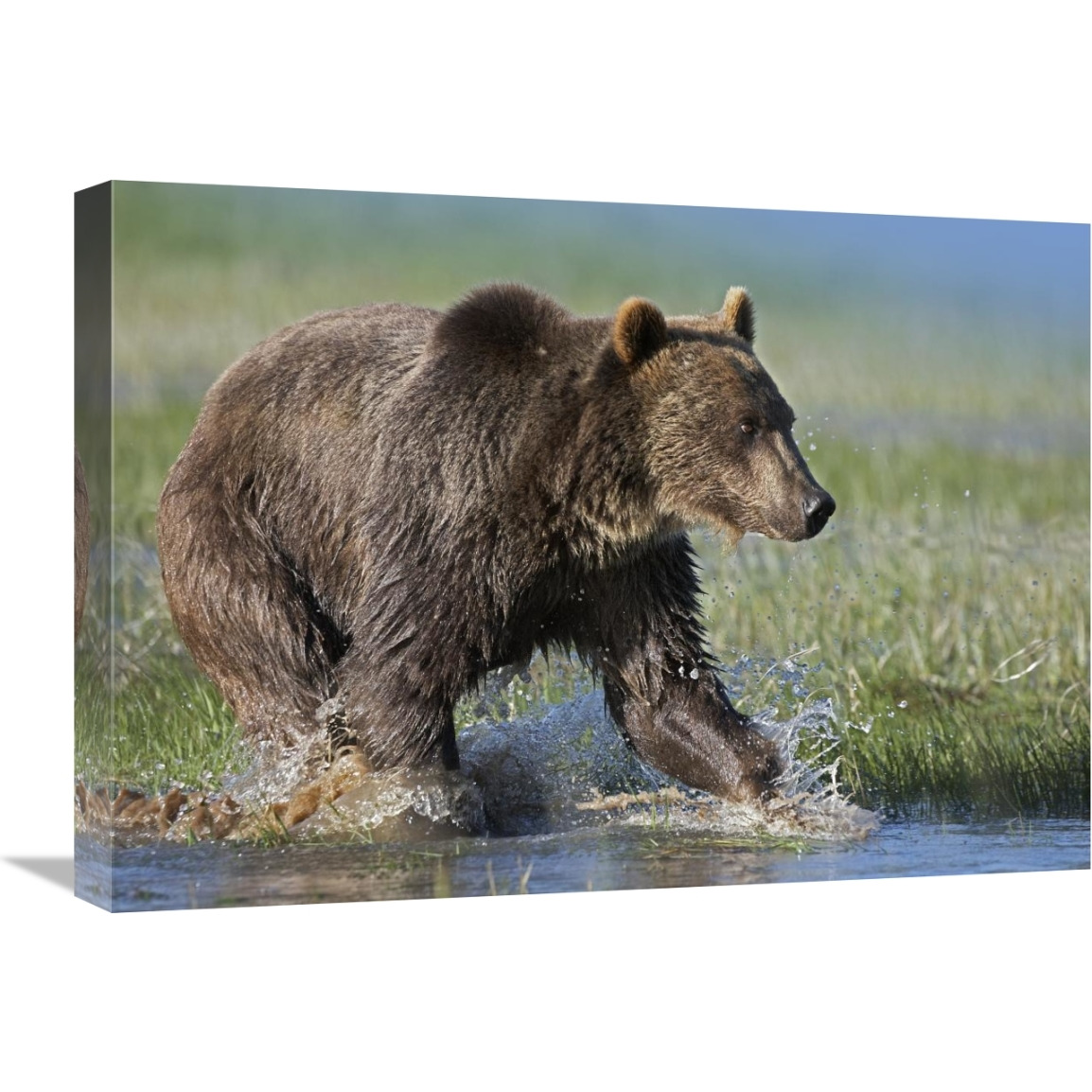 Grizzly Bear running through water, North America-Canvas Art-24&quotx18"