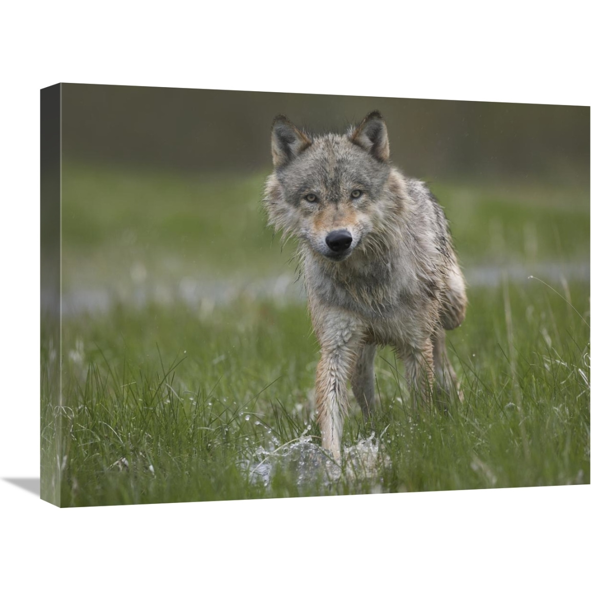 Gray Wolf walking through water, North America-Canvas Art-24&quotx18"