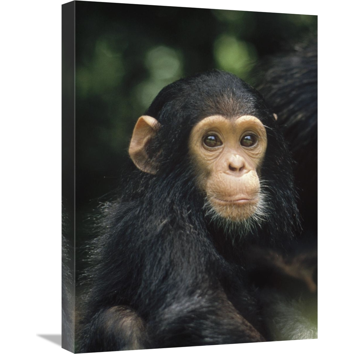Chimpanzee baby portrait, Gombe Stream National Park, Tanzania-Canvas Art-18&quotx24"
