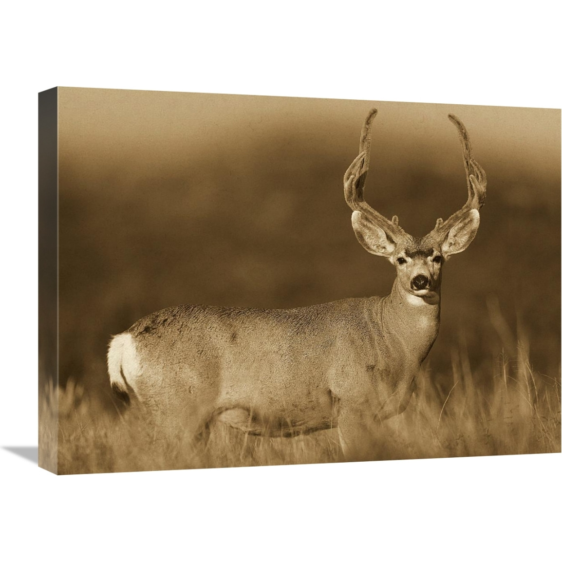 Mule Deer male in dry grass, North America - Sepia-Canvas Art-24&quotx18"
