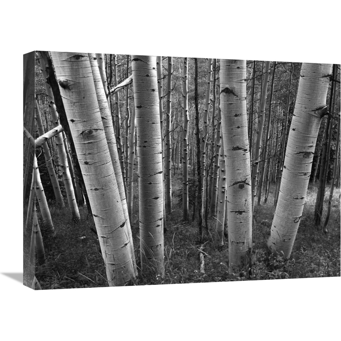 Aspen forest in spring, Gunnison National Forest, Colorado - BW-Canvas Art-24&quotx18"
