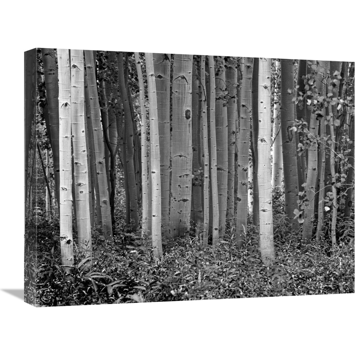 Aspen trees and Fireweed, Collegiate Peaks Wilderness Area, Colorado - BW-Canvas Art-24&quotx18"
