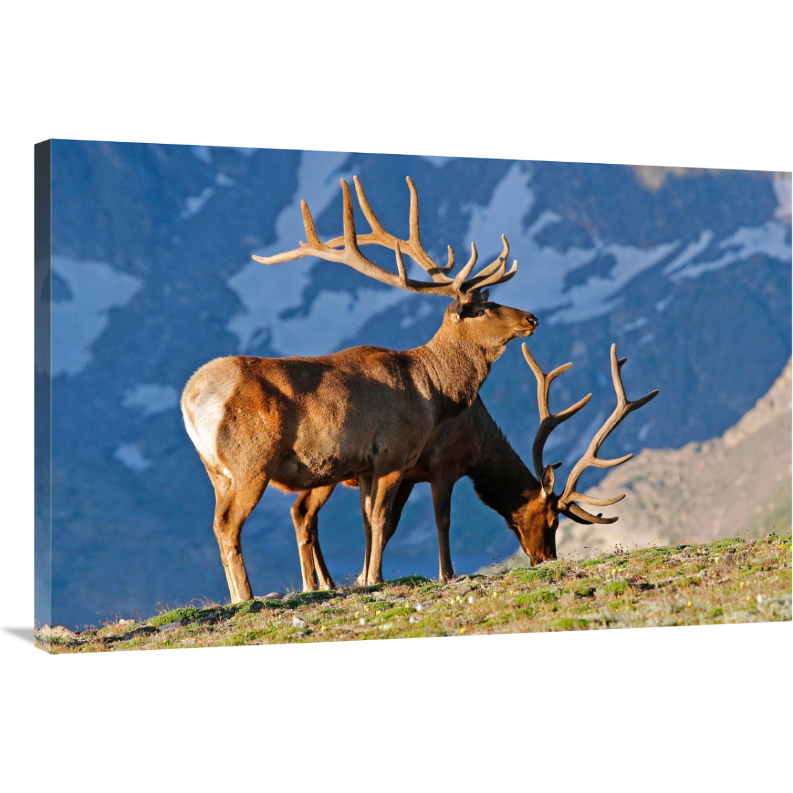 Two High Country Bull Elk-Canvas Art-40&quotx26.8"