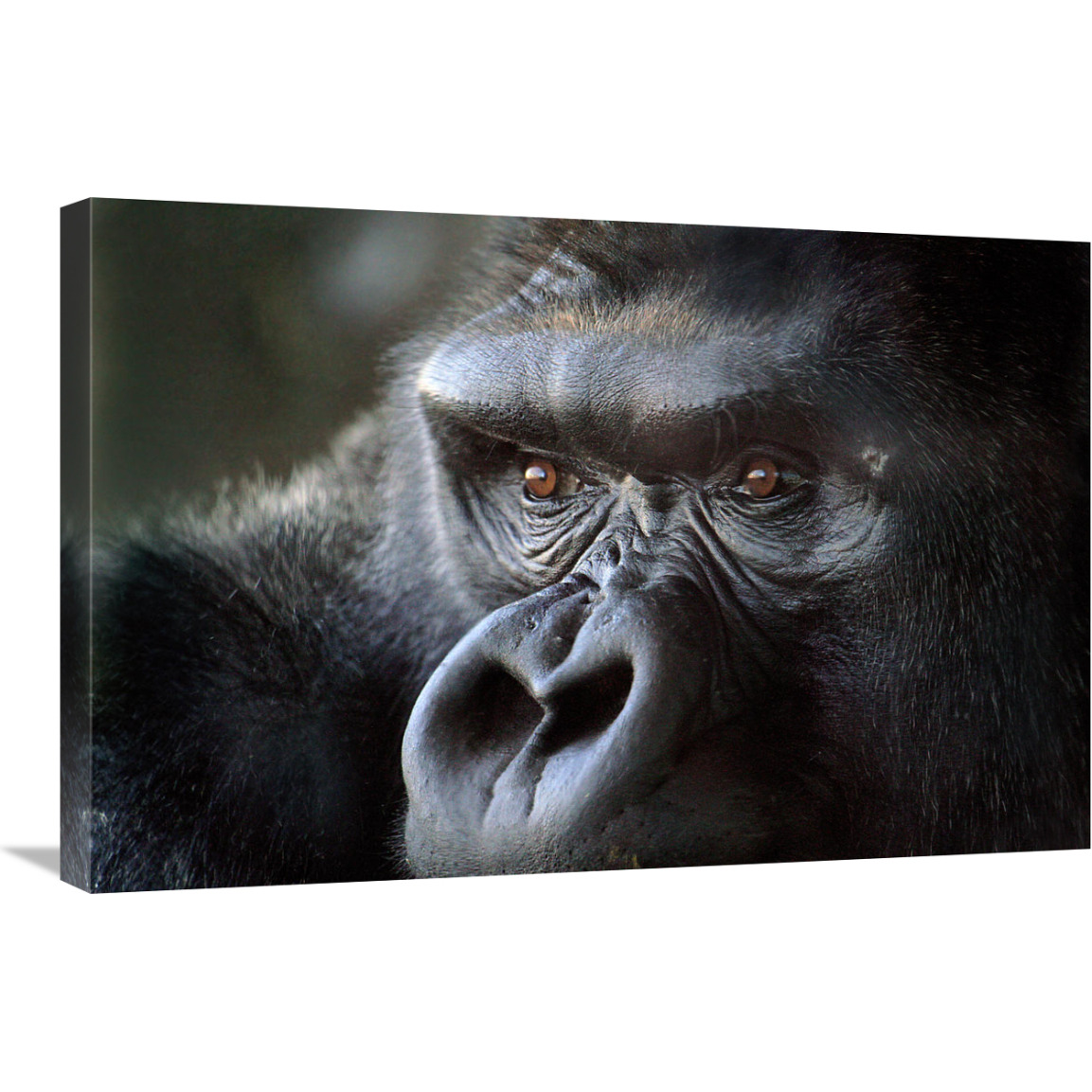Gorilla Eyes-Canvas Art-30&quotx20.1"