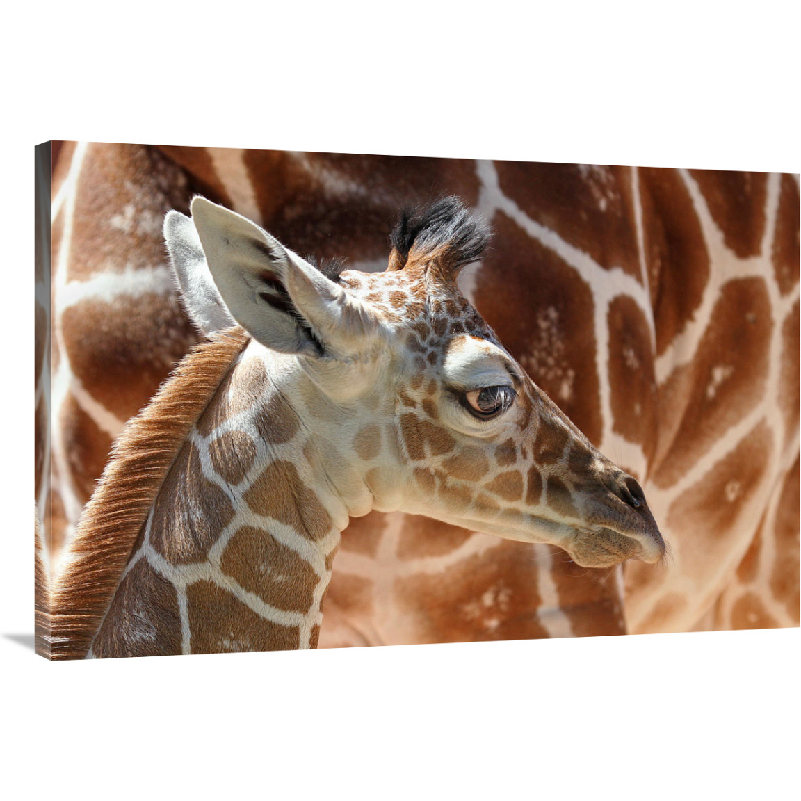 Baby Giraffe-Canvas Art-40&quotx26.8"